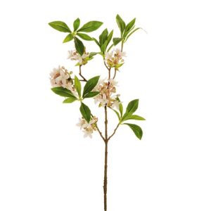 DEUTZIA