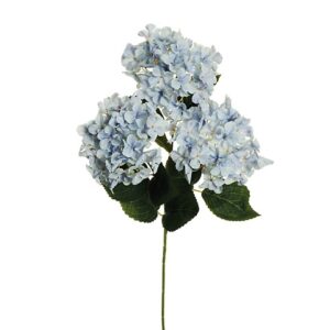HYDRANGEA