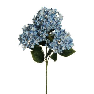 HYDRANGEA