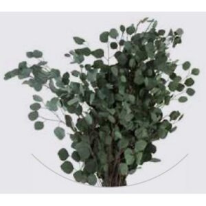 POPULUS STABILIZZATO