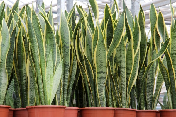 Sansevieria Come Curare Questa Pianta D appartamento di Design 