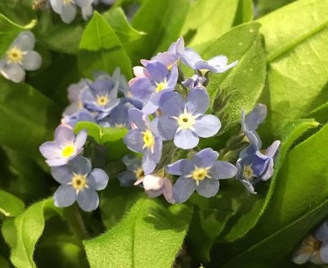 I Non Ti Scordar Di Me Caratteristiche E Curiosità