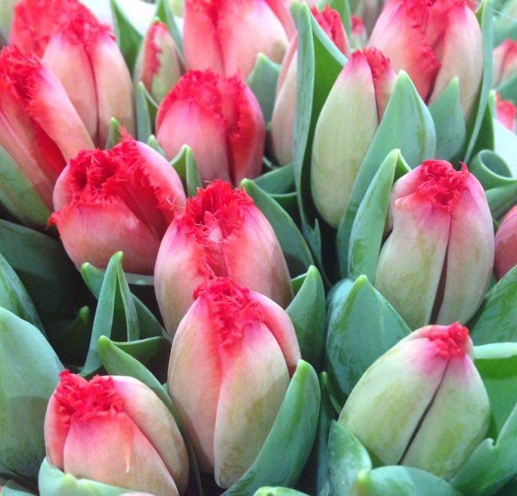 Tulipani Masterpeace