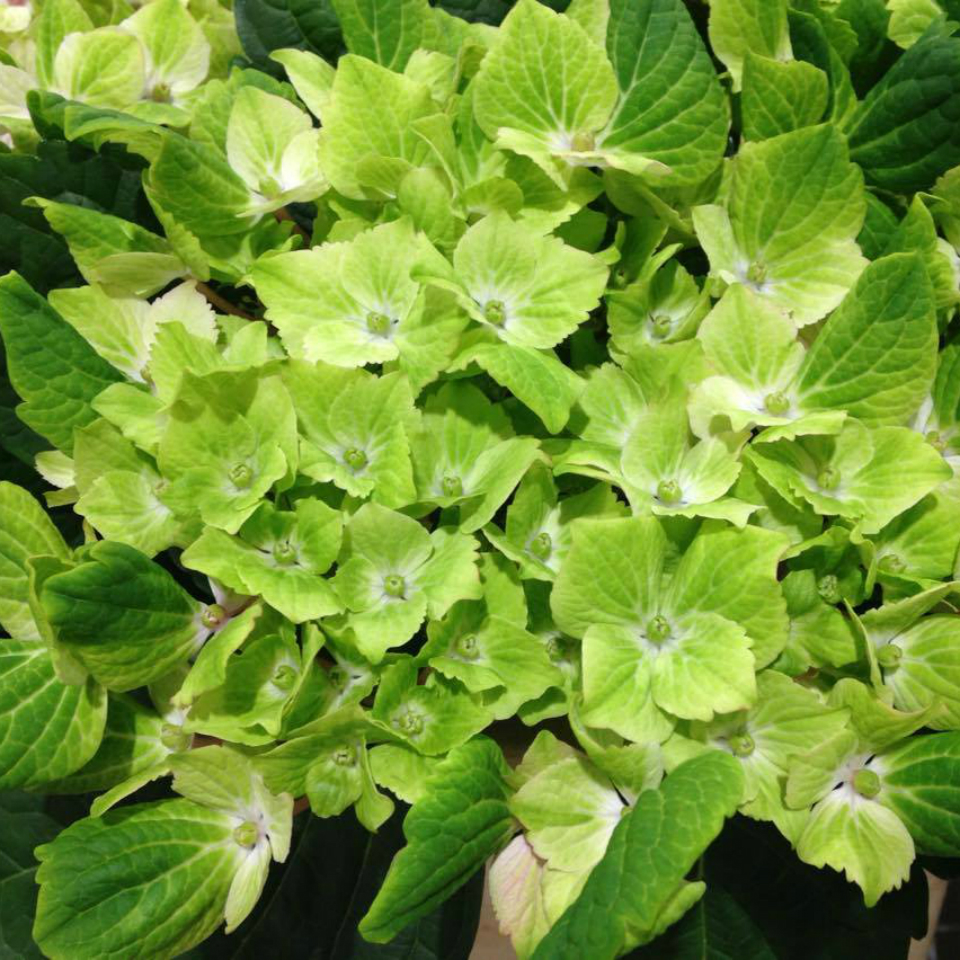 Hydrangea Verde