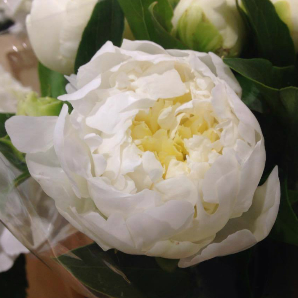 Peonie Duchess de Nemo