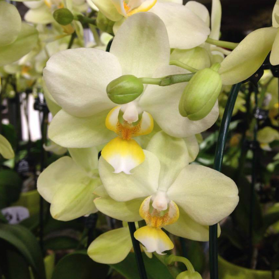 Phalaenopsis Cascade