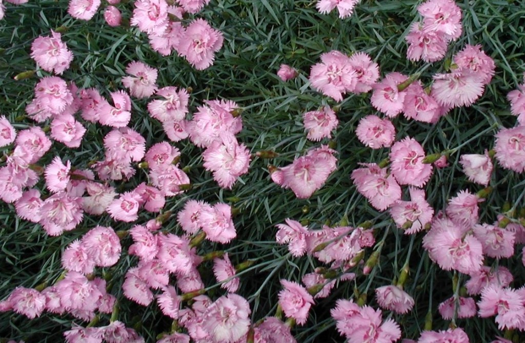 varietà-di-garofani-più-belle-da-conoscere (1)