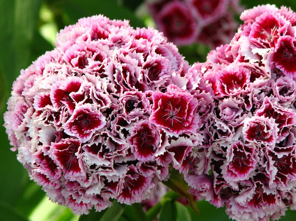 varietà-di-garofani-più-belle-da-conoscere (3)