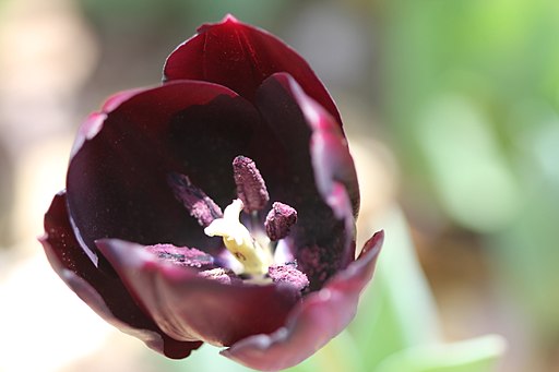 varietà-di-tulipani-da-conoscere (1)
