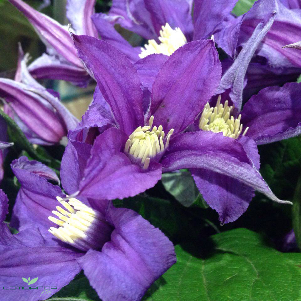 Clematis con logo