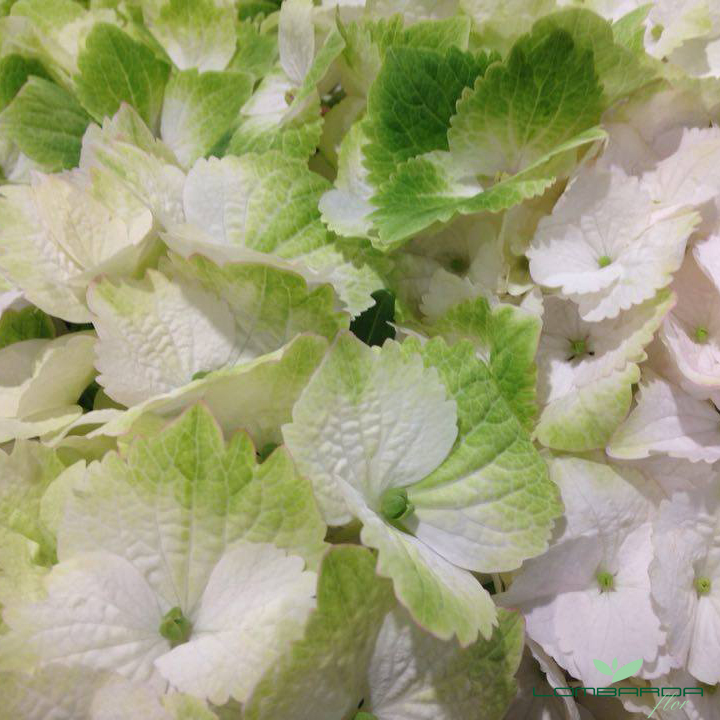 Hydrangea Magical Noblesse con logo