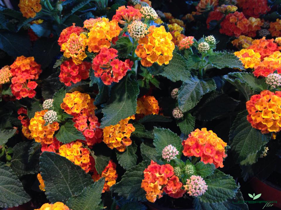 Lantana con logo