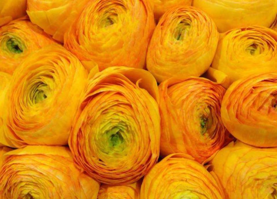 Ranuncolo Le Varieta Piu Belle E Originali Lombarda Flor