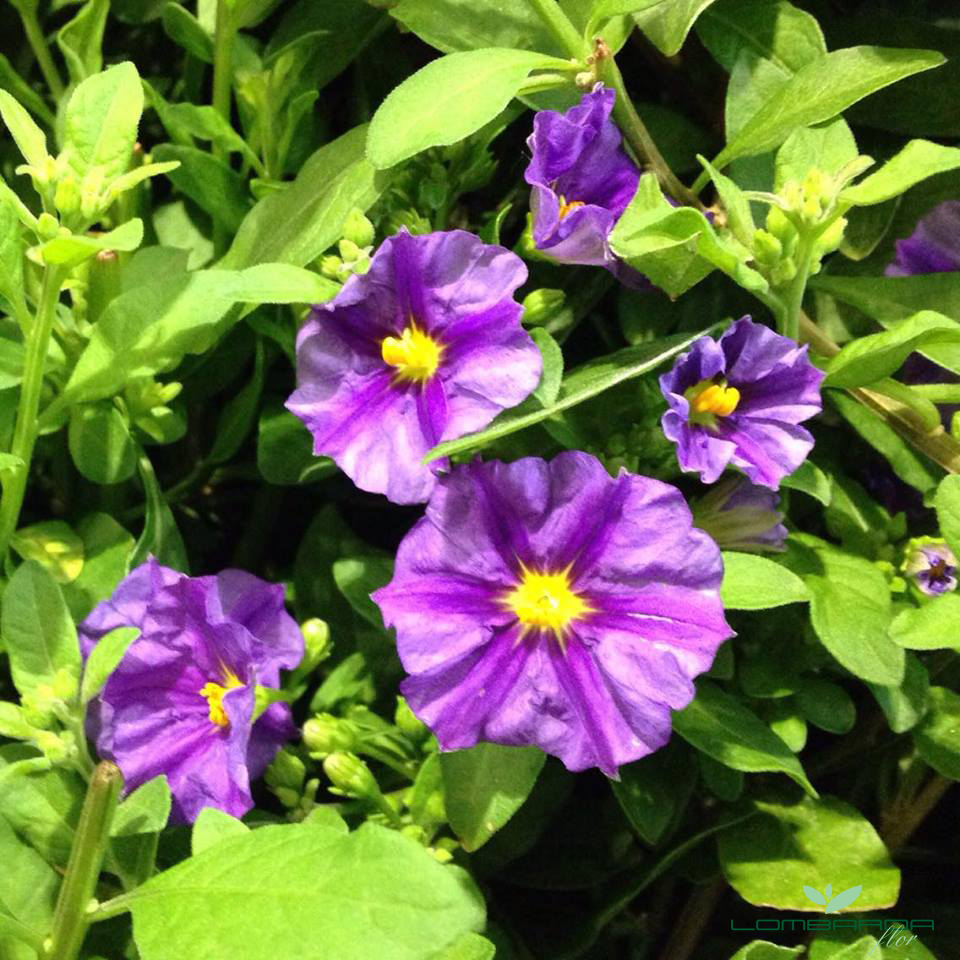 Solanum Pseudocapsic con logo
