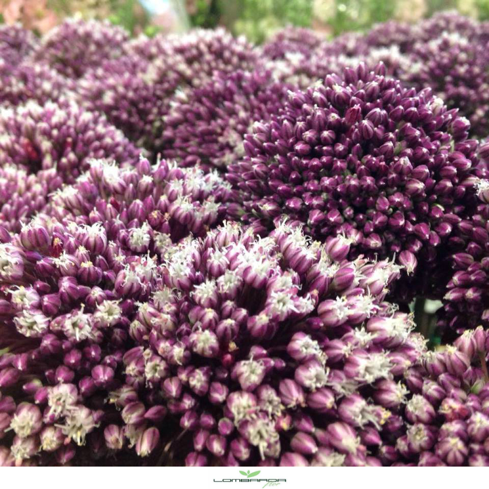 Allium Giganteum ornamentale