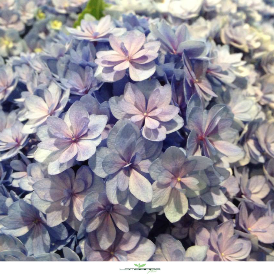 Ortensia You&Me Blue