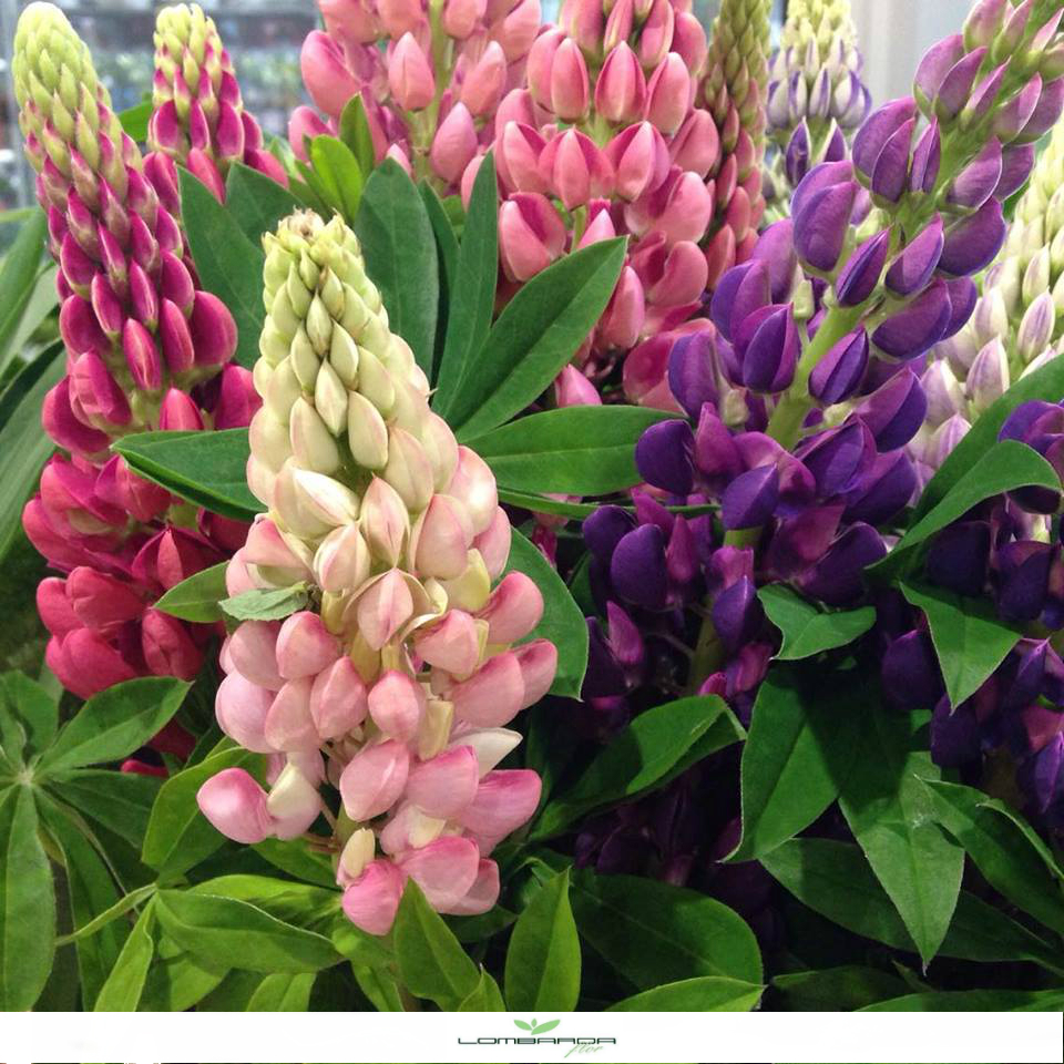 Lupini di diverse colorazioni