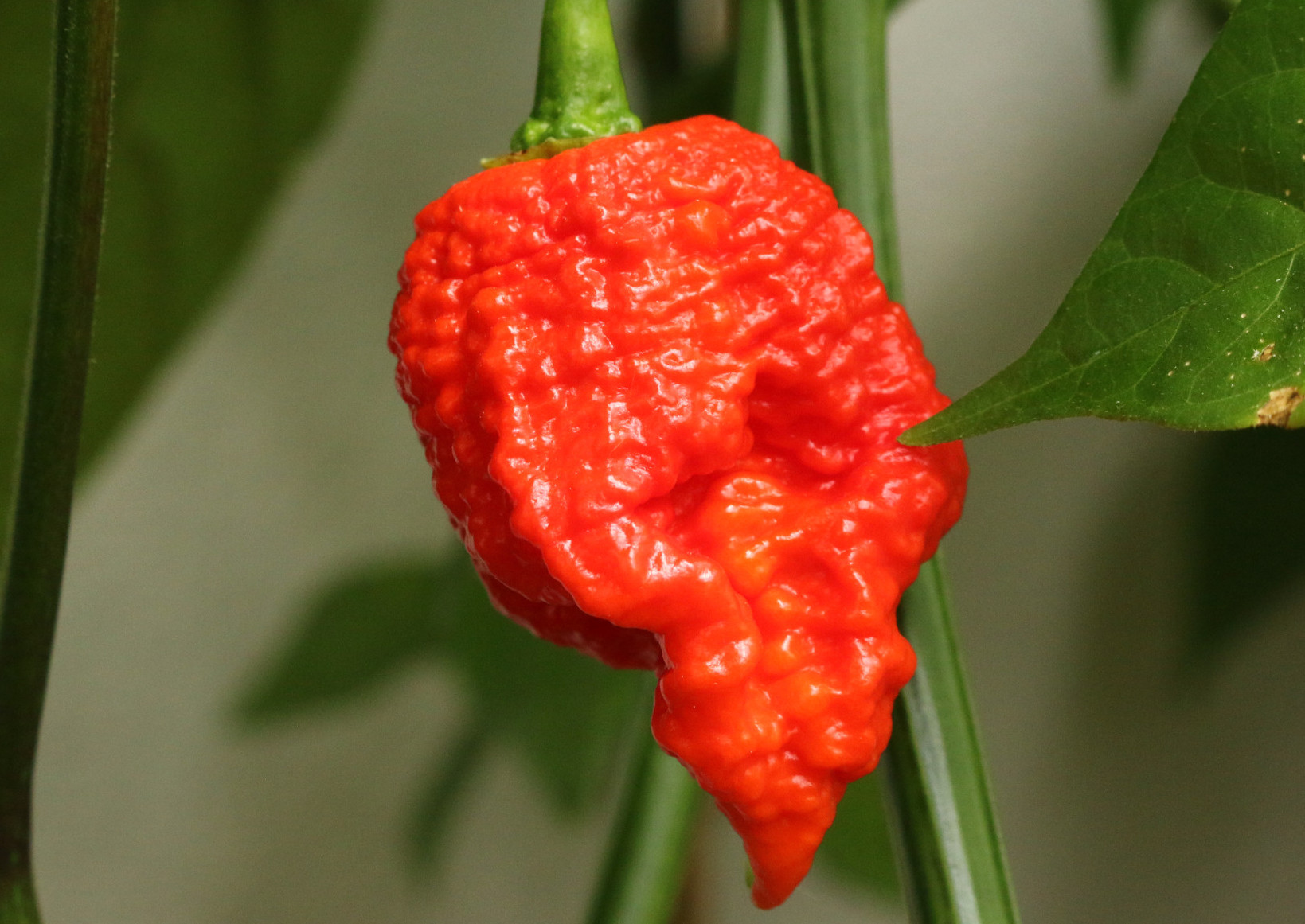 120 Semi Di Peperoncino In 12 Varietà Piccantissime - Carolina Reaper, Bhut Jolokia, Habanero E Altri - Foto 10