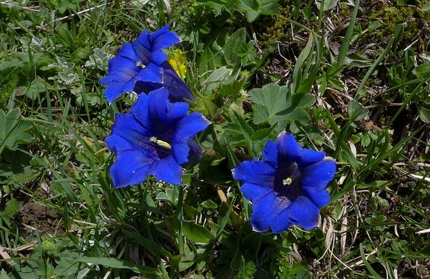 fiori-più-adatti-per-un-matrimonio-in-blu (4)