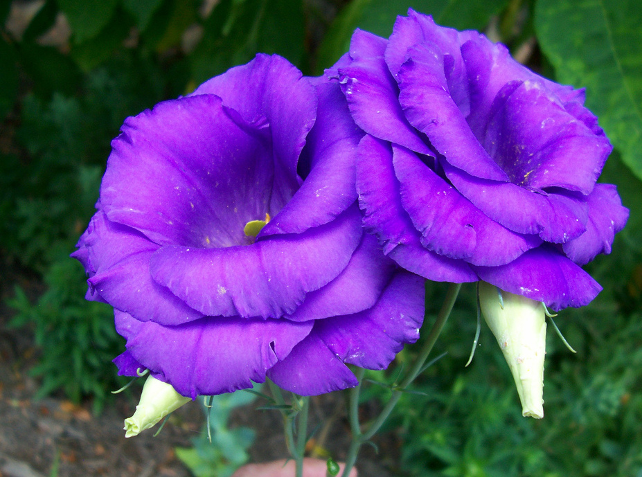 fiori-più-adatti-per-un-matrimonio-in-blu (7)