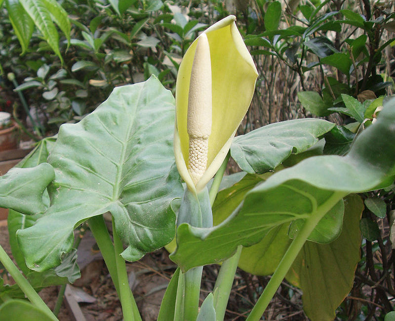 piante-tropicali-più-facili-da-coltivare-in-casa (2)