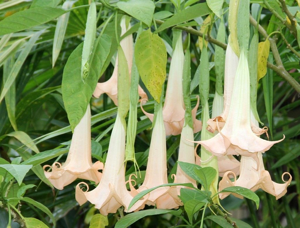 Brugmansia arborea (Datura arborea)