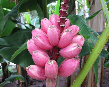 piante-tropicali-più-facili-da-coltivare-in-casa (5)