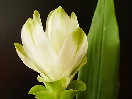 piante-tropicali-più-facili-da-coltivare-in-casa (6)