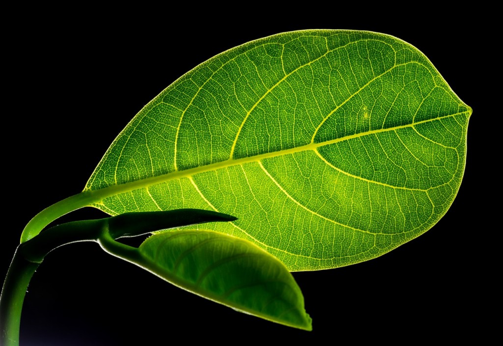 Come-capire-lo-stato-di-salute-di-una-pianta-dalle-foglie