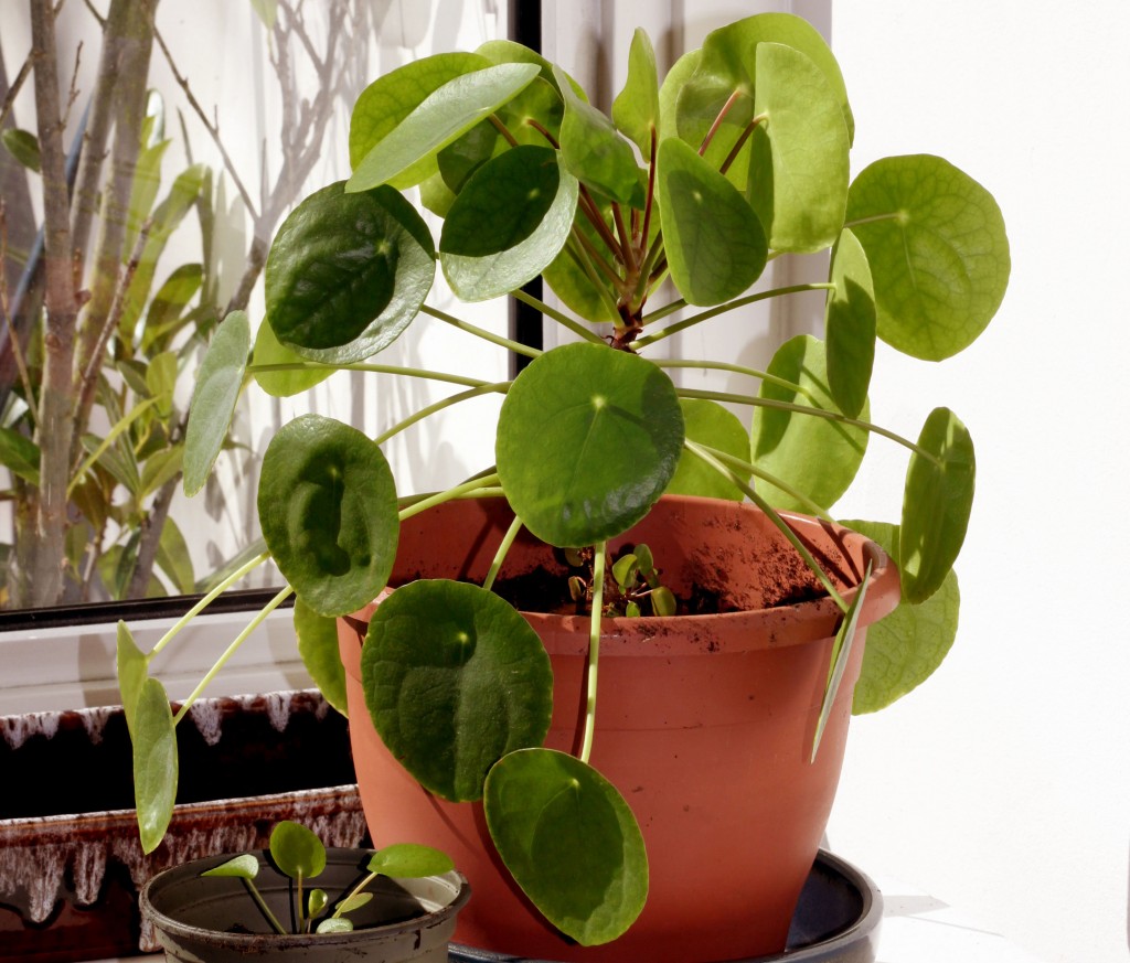 Pilea-Peperomioides
