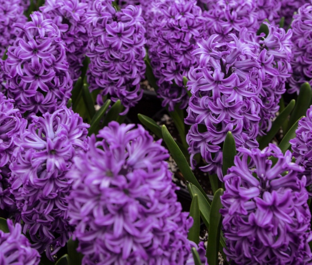 fiori-perfetti-per-un-matrimonio-in-lilla (3)