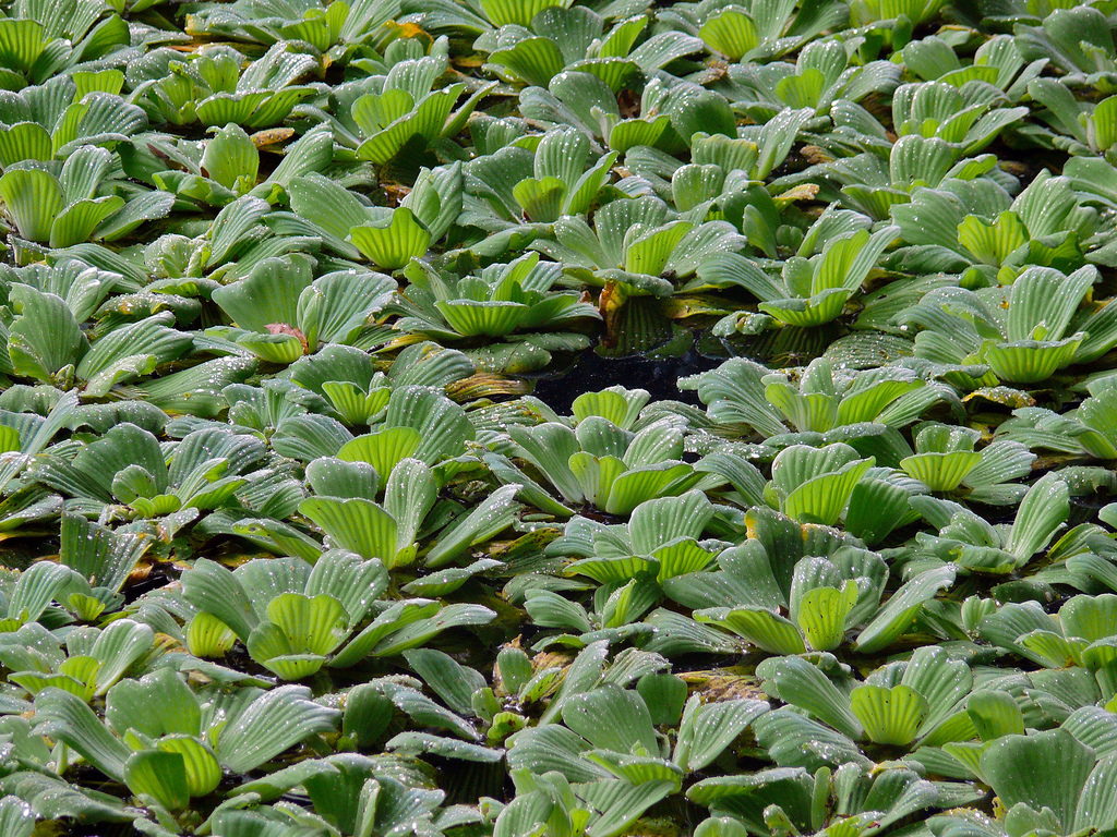 piante-galleggianti-quali-scegliere-come-curare (6)