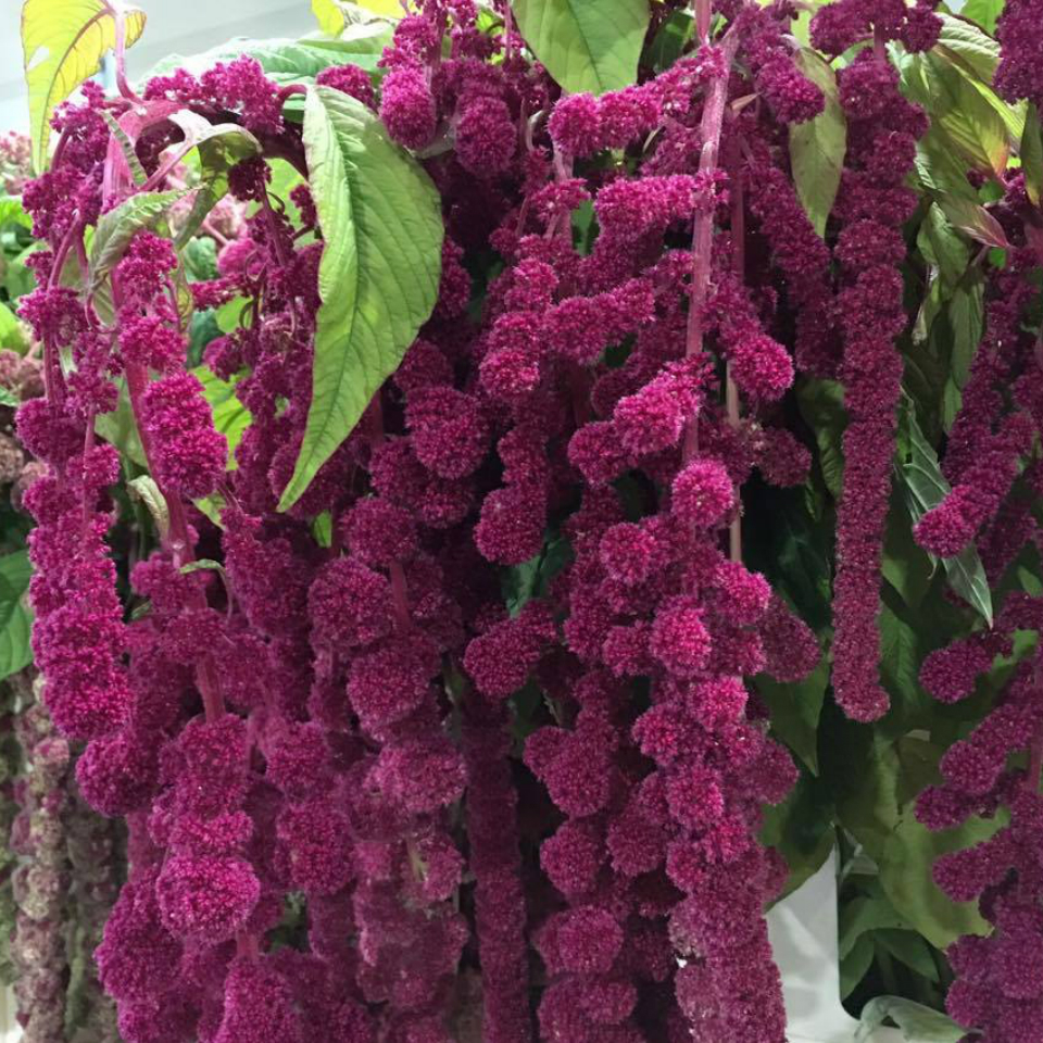Amaranthus