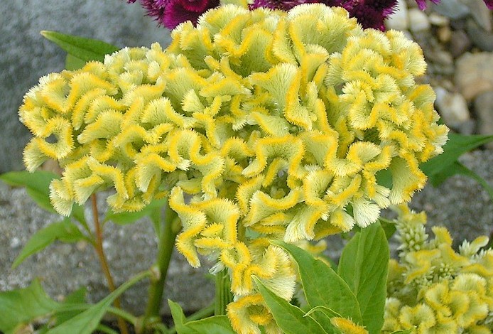 fiori-per-un-bouquet-di-matrimonio-bianco-e-verde-4