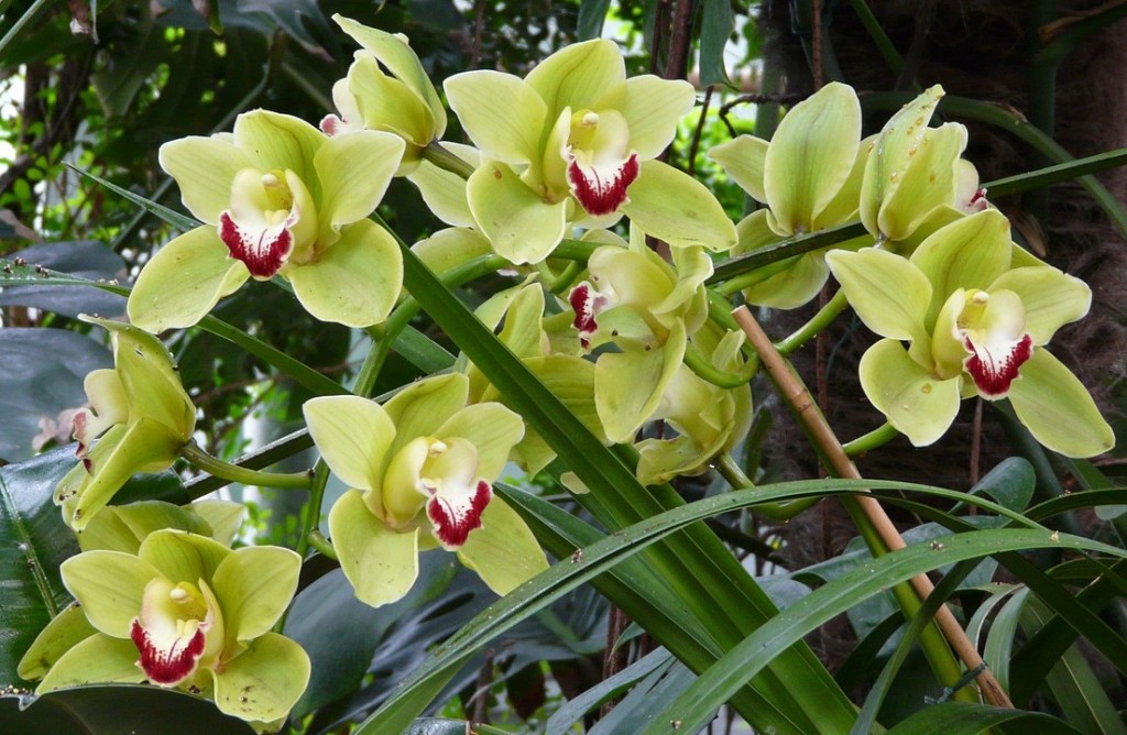 fiori-per-un-bouquet-di-matrimonio-bianco-e-verde-5