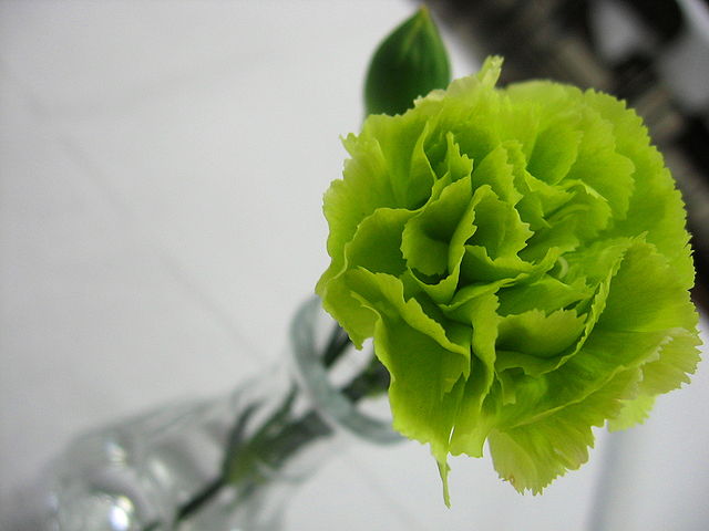 fiori-per-un-bouquet-di-matrimonio-bianco-e-verde