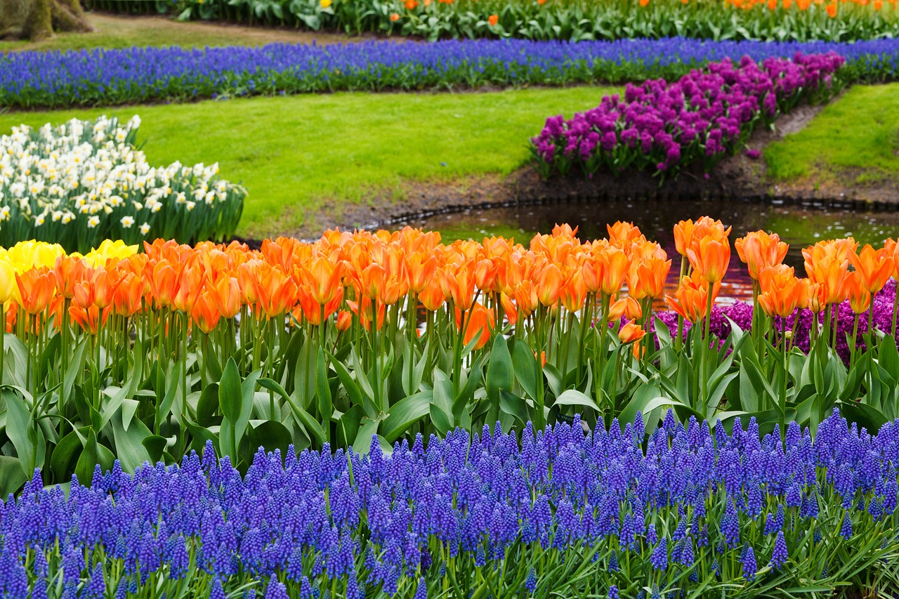 5 fiori da piantare a dicembre - Lombarda Flor