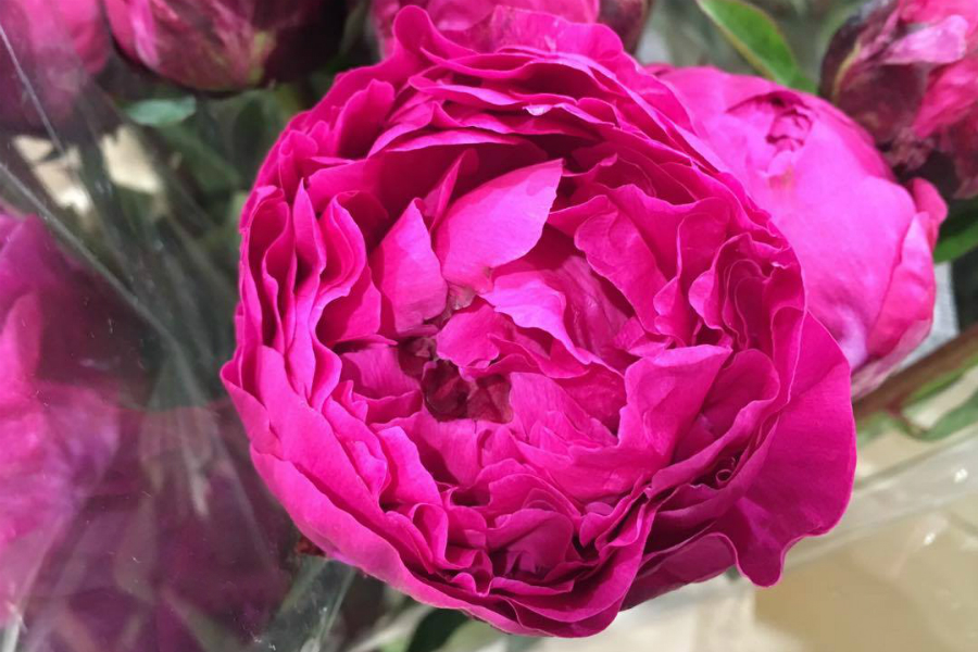 Peonie-fiori-di-origine-cinese