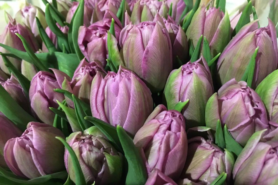 Tulipani Double Prince SITO
