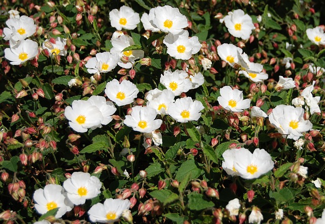 piante-più-resistenti-al-freddo-1