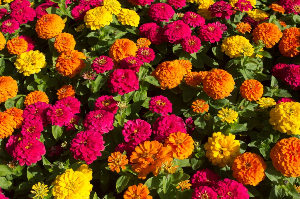 aiuole-autunnali-fiori-più-colorati-di-ottobre