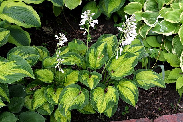 coltivare-e-curare-la-Hosta_Cadillac