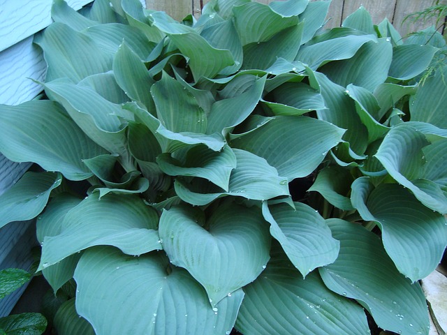 coltivare-e-curare-la-hosta-2