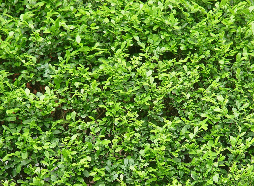 Murraya_paniculata-2