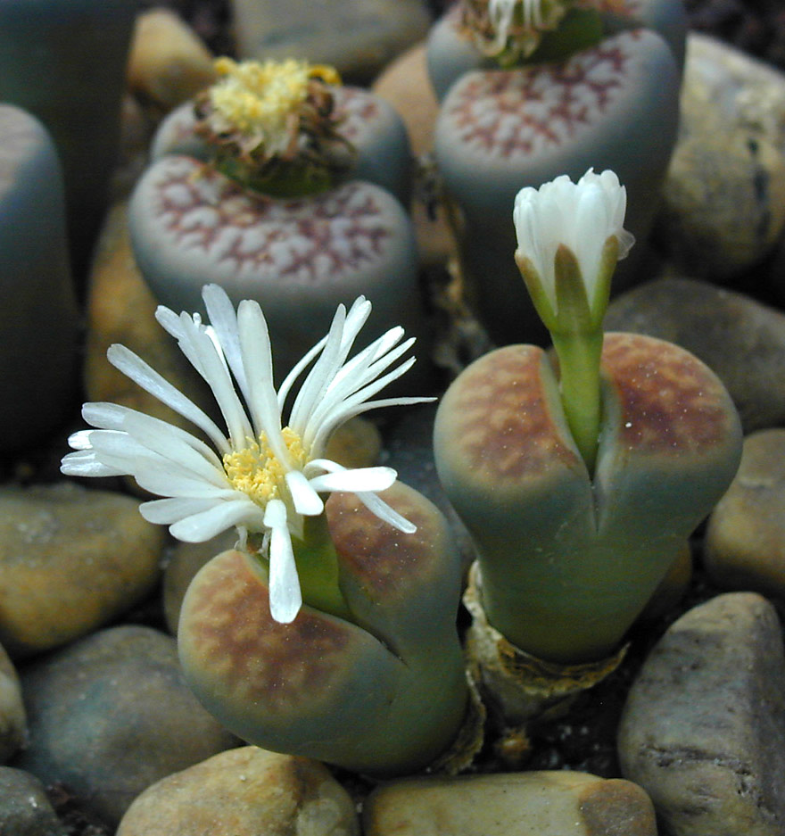 piante-grasse-da-regalare-lithops