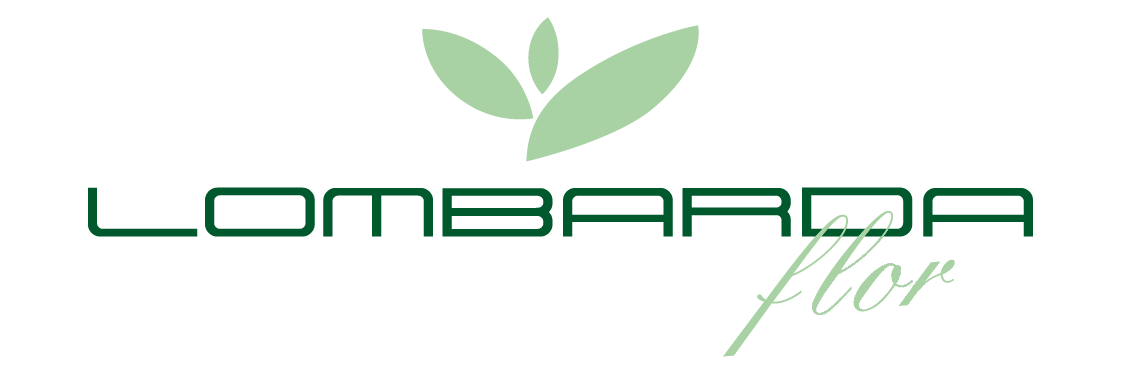 Lombarda Flor